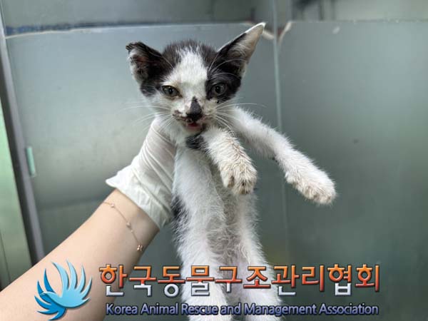 한국동물구조관리협회_441560202400968